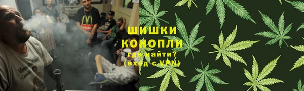 сатива Новокубанск